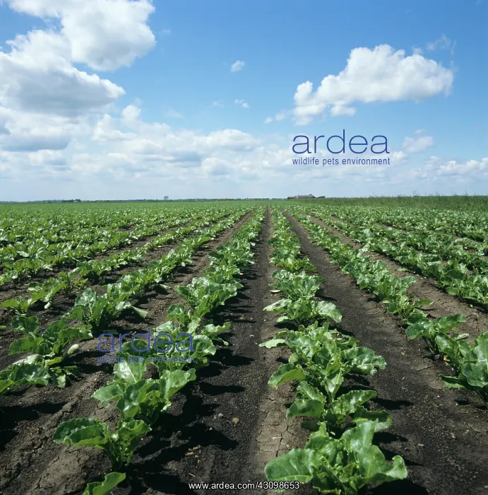: Young Sugar Beet Crop : Young Sugar Beet Crop
