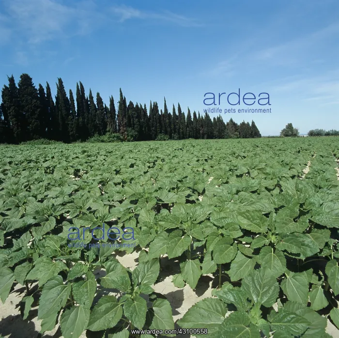 : Young sunflower crop, France : Young sunflower crop, France