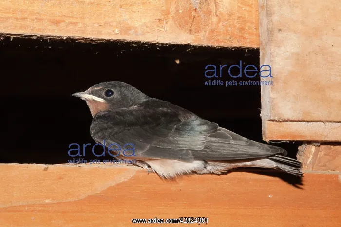 : Young Swallow - in a barn : Young Swallow - in a barn