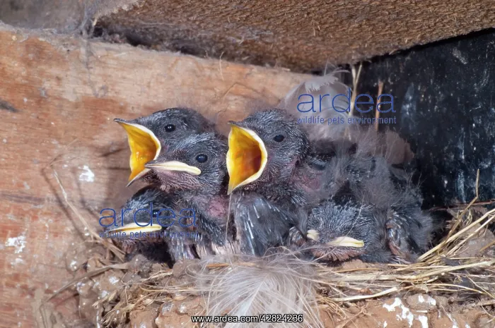 : Young Swallows on the nest : Young Swallows on the nest