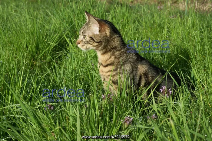 : Young Tabby cat on the prowl in a garden - France : Young Tabby cat on the prowl in a garden - France