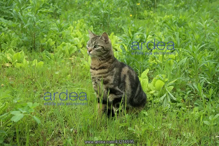 : Young Tabby cat on the prowl in a garden - France : Young Tabby cat on the prowl in a garden - France