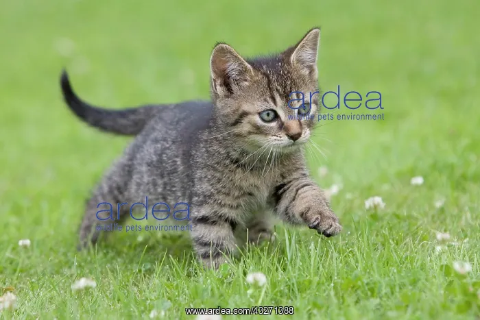: Young tabby kitten in grass : Young tabby kitten in grass