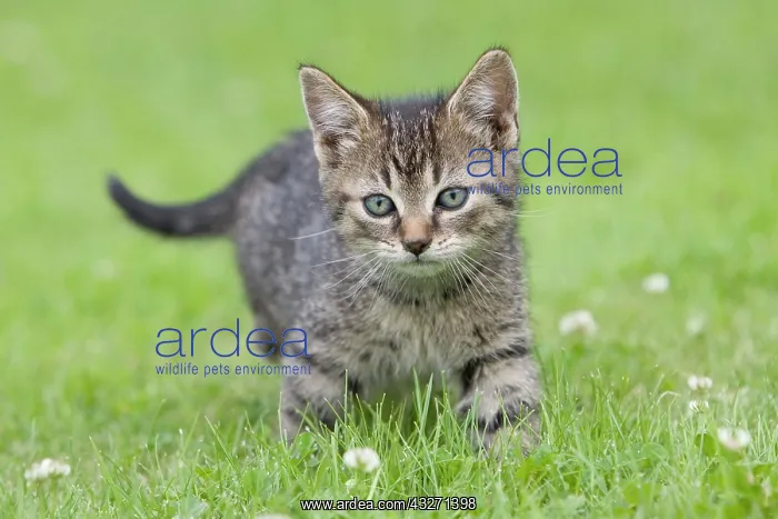 : Young tabby kitten in grass : Young tabby kitten in grass