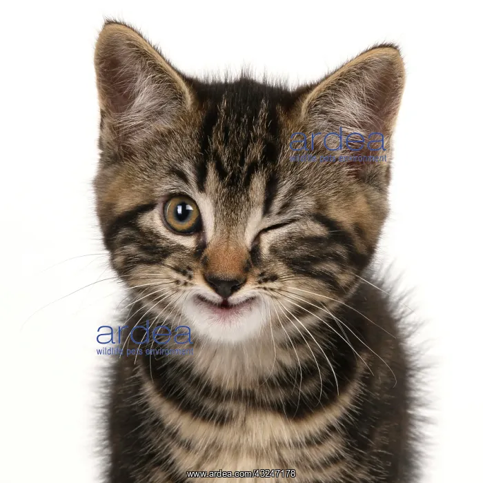 : Young tabby kitten winking : Young tabby kitten winking