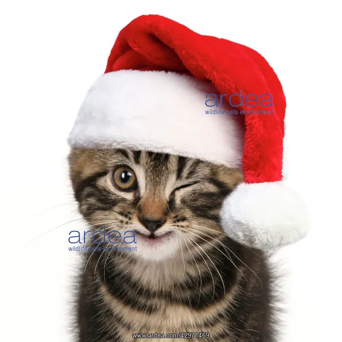 : Young tabby kitten winking wearing a red Christmas Santa har : Young tabby kitten winking wearing a red Christmas Santa har