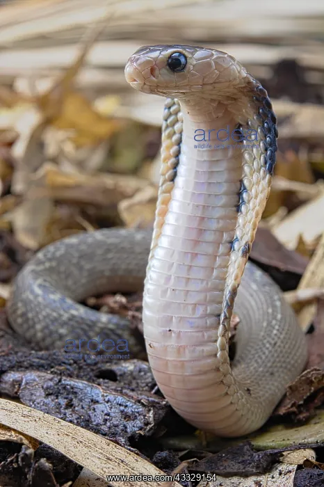 : Young Taiwan cobra (Naja atra formosa) : Young Taiwan cobra (Naja atra formosa)