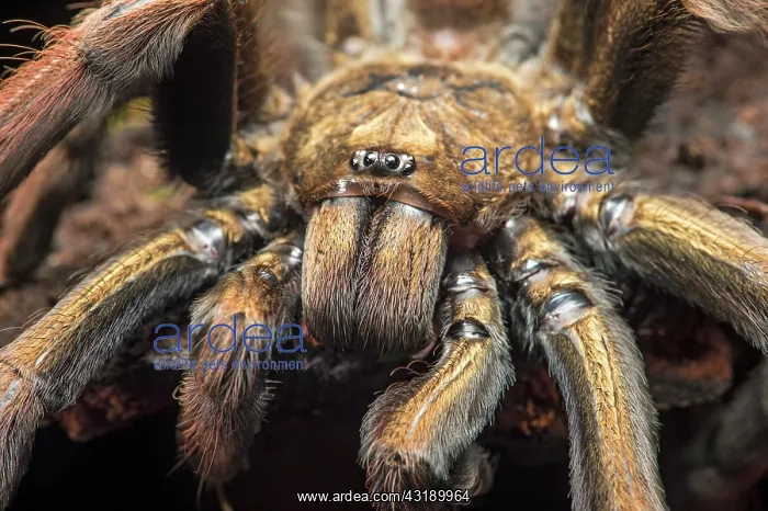 : Young tarantula (Pamphobeteus insignis) (Theraphosidae) : Young tarantula (Pamphobeteus insignis) (Theraphosidae)