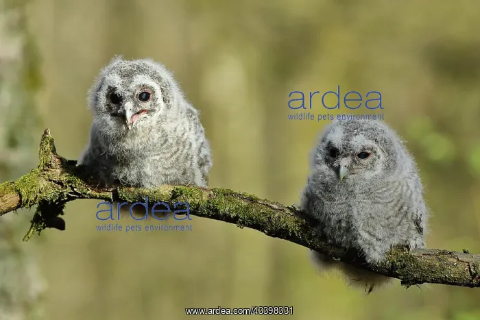  : Young Tawny Owl (Strix aluco), two branchlings