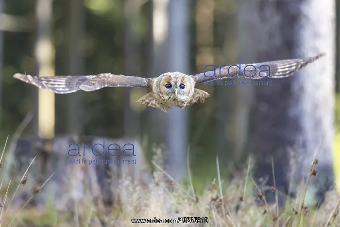 : Young tawny owl (Strix aluco) flying through a : Young tawny owl (Strix aluco) flying through a