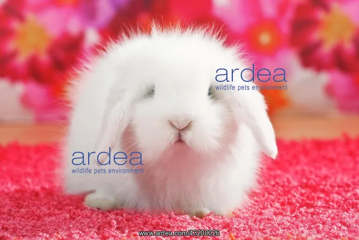 : Young teddy rabbit, dwarf lop : Young teddy rabbit, dwarf lop