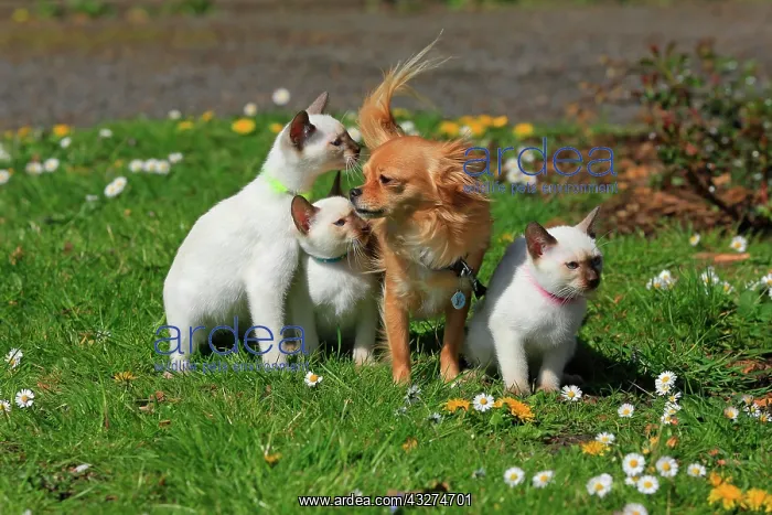 : Young Thai cats and Chihuahua, rose garden, Westfalenhalle : Young Thai cats and Chihuahua, rose garden, Westfalenhalle