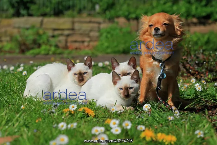: Young Thai cats and Chihuahua, rose garden, Westfalenhalle : Young Thai cats and Chihuahua, rose garden, Westfalenhalle