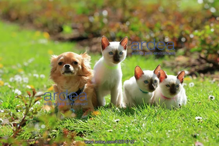 : Young Thai cats and Chihuahua, rose garden, Westfalenhalle : Young Thai cats and Chihuahua, rose garden, Westfalenhalle