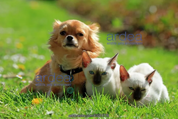 : Young Thai cats and Chihuahua, rose garden, Westfalenhalle : Young Thai cats and Chihuahua, rose garden, Westfalenhalle