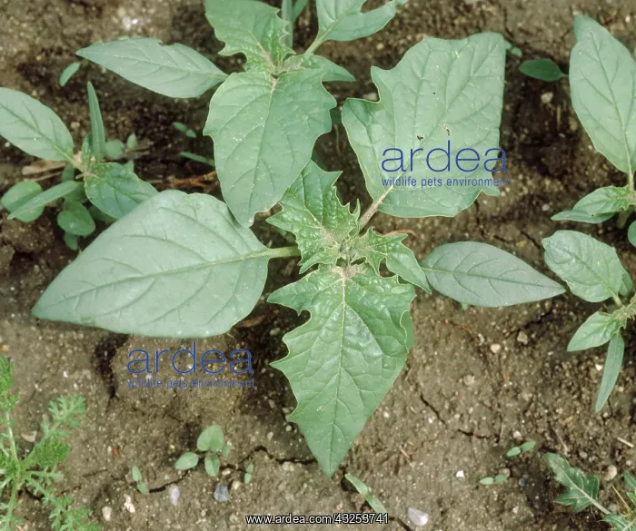 : Young thorn apple : Young thorn apple