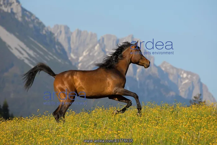 : Young thoroughbred Arabian mare gallops over flowery : Young thoroughbred Arabian mare gallops over flowery