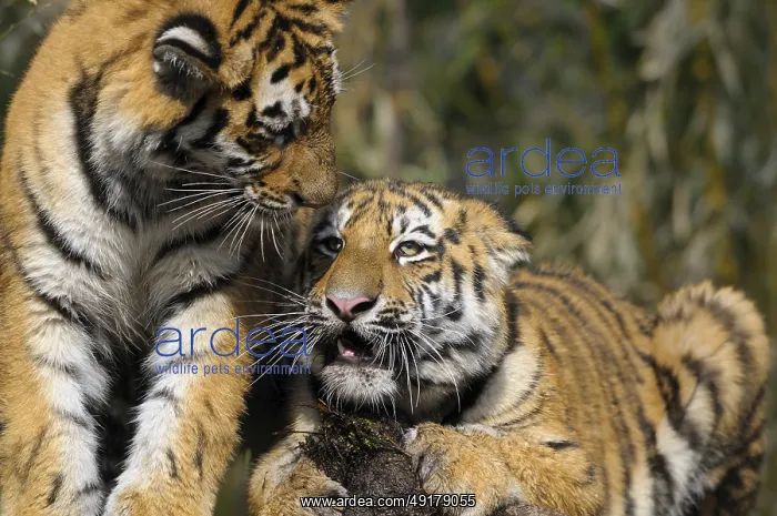 : Two young tigers are close together and look familiar in the midst of nature : Two young tigers are close together and look familiar in the midst of nature