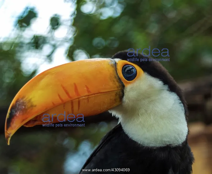  : Young Toco Toucan