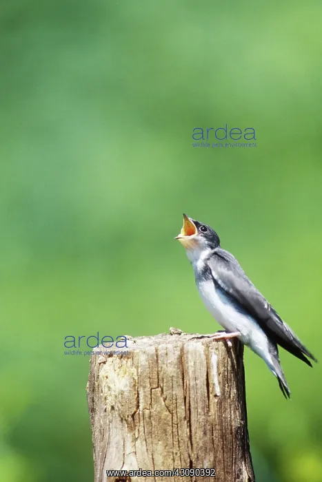 : Young Tree Swallow : Young Tree Swallow