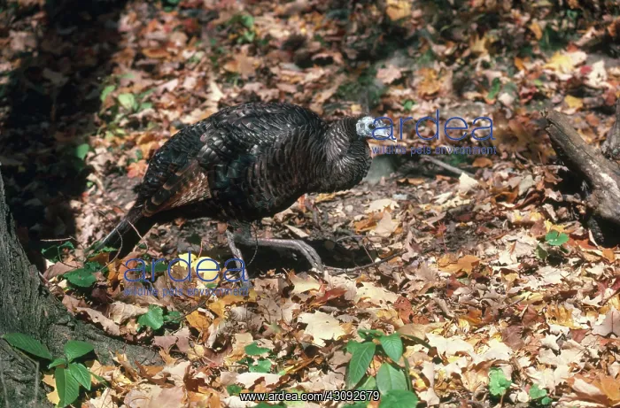 : Young Turkey : Young Turkey