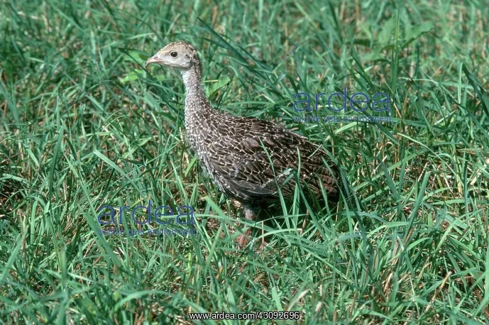 : Young Turkey : Young Turkey