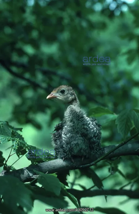 : Young Turkey : Young Turkey