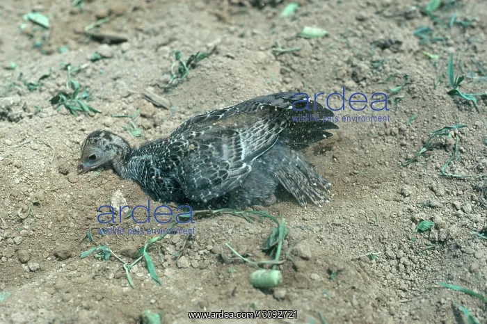  : Young Turkey Dusting