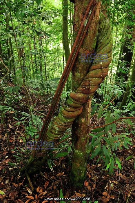 : Young twisted strangler fig tree liana : Young twisted strangler fig tree liana