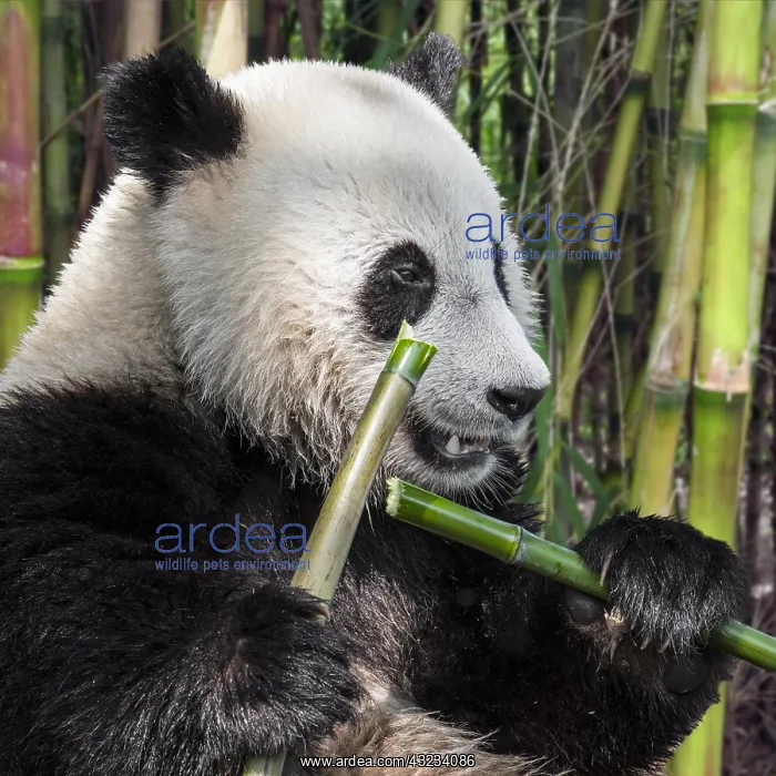: Young two-year old giant panda (Ailuropoda melanoleuca) : Young two-year old giant panda (Ailuropoda melanoleuca)