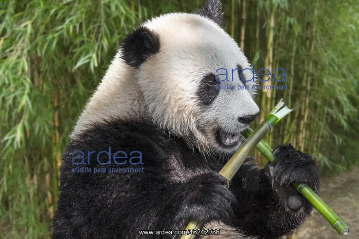 : Young two-year old giant panda (Ailuropoda melanoleuca) : Young two-year old giant panda (Ailuropoda melanoleuca)