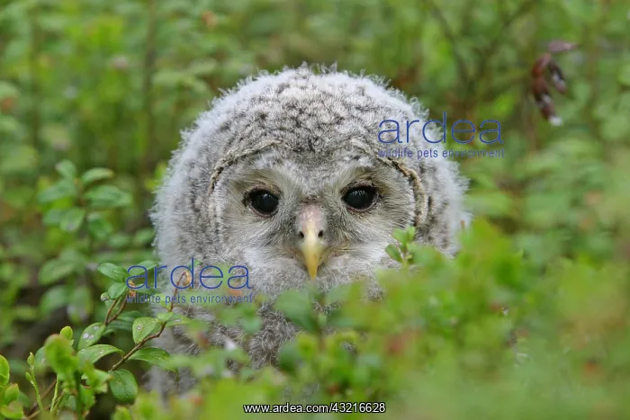 : Young Ural Owl (Strix uralensis), Finland, Europe : Young Ural Owl (Strix uralensis), Finland, Europe