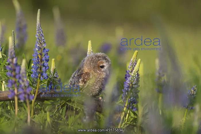 : One young Ural owl (Strix uralensis) sitting on a branch lying in a field of flowering lupines in late evening light : One young Ural owl (Strix uralensis) sitting on a branch lying in a field of flowering lupines in late evening light