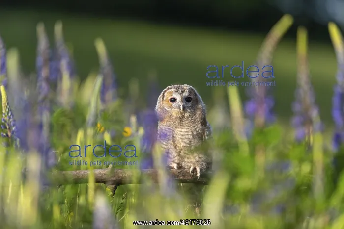 : One young Ural owl (Strix uralensis) sitting on a branch lying in a field of flowering lupines in late evening light : One young Ural owl (Strix uralensis) sitting on a branch lying in a field of flowering lupines in late evening light