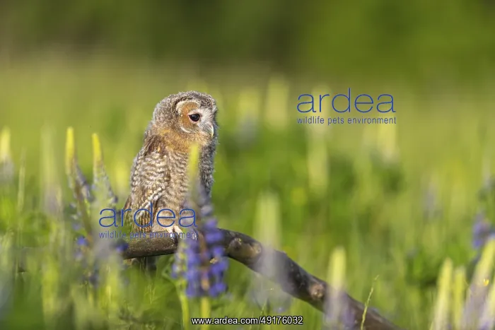 : One young Ural owl (Strix uralensis) sitting on a branch lying in a field of flowering lupines in late evening light : One young Ural owl (Strix uralensis) sitting on a branch lying in a field of flowering lupines in late evening light