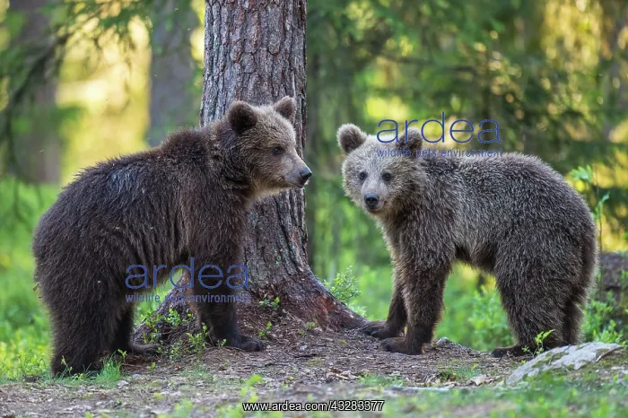: Two young (Ursus arctos) in the boreal coniferous : Two young (Ursus arctos) in the boreal coniferous