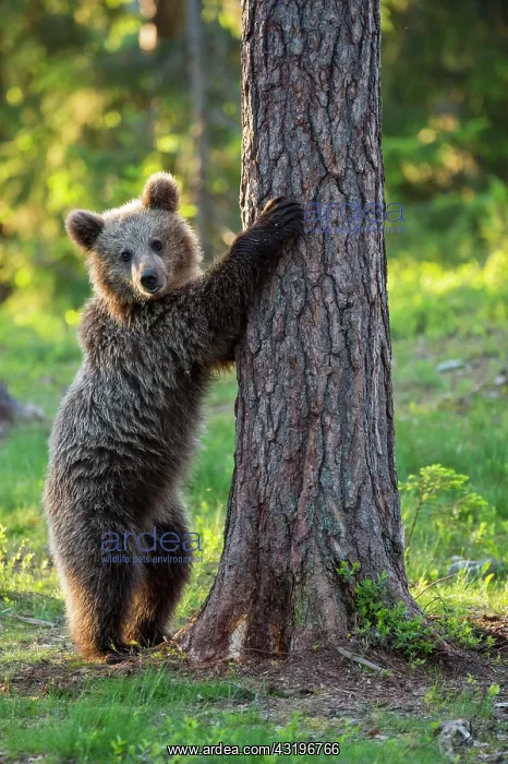 : Young (Ursus arctos) in the boreal coniferous forest : Young (Ursus arctos) in the boreal coniferous forest
