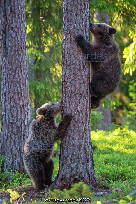 : Two young (Ursus arctos) climb a tree in the boreal : Two young (Ursus arctos) climb a tree in the boreal