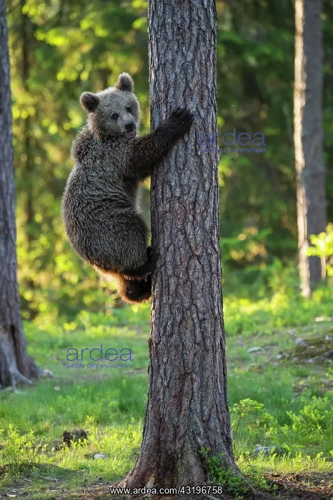 : Young (Ursus arctos) climbing a tree in the boreal : Young (Ursus arctos) climbing a tree in the boreal
