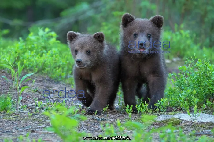 : Two young (Ursus arctos) on a discovery tour in