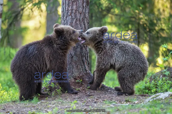 : Two young (Ursus arctos) fighting in the boreal : Two young (Ursus arctos) fighting in the boreal