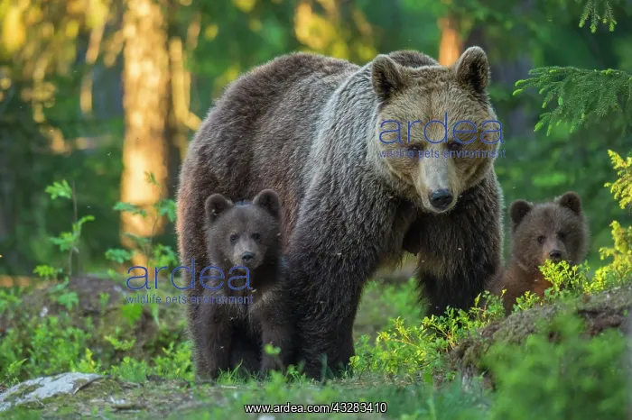 : Two young (Ursus arctos) with their mother in the : Two young (Ursus arctos) with their mother in the