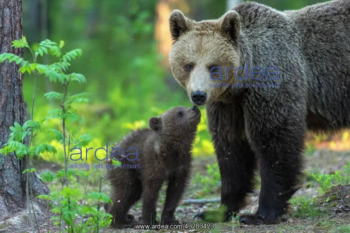 : Young (Ursus arctos) with his mother in the boreal : Young (Ursus arctos) with his mother in the boreal