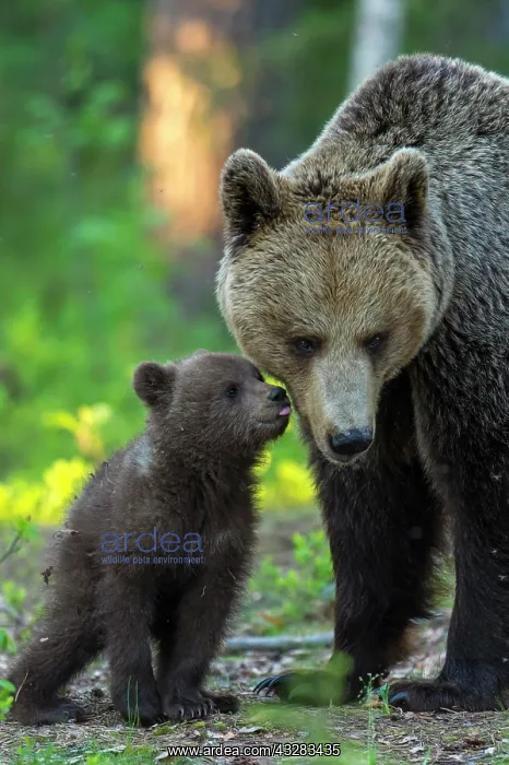  : Young (Ursus arctos) with his mother in the boreal
