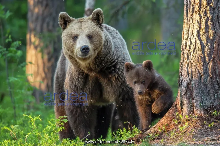 : Young (Ursus arctos) with his mother in the boreal : Young (Ursus arctos) with his mother in the boreal