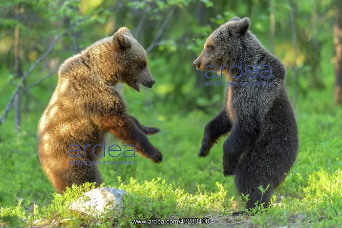 : Two young (Ursus arctos) play in the boreal pine : Two young (Ursus arctos) play in the boreal pine