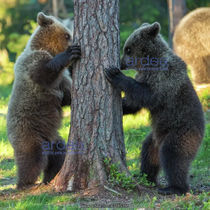 : Two young (Ursus arctos) play on a tree in the boreal : Two young (Ursus arctos) play on a tree in the boreal