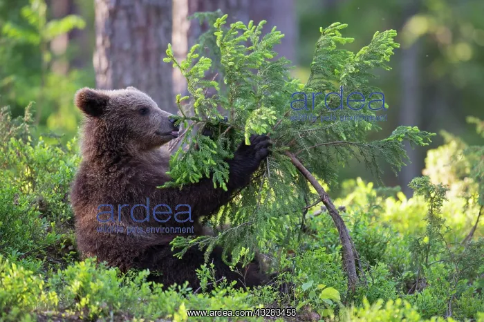 : Young (Ursus arctos) playing with a tree in the : Young (Ursus arctos) playing with a tree in the