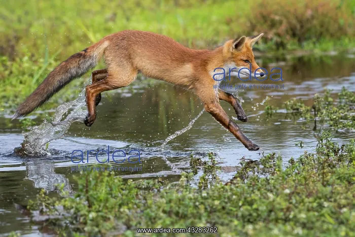 : Young (Vulpes vulpes) jumps over a water body, Province : Young (Vulpes vulpes) jumps over a water body, Province