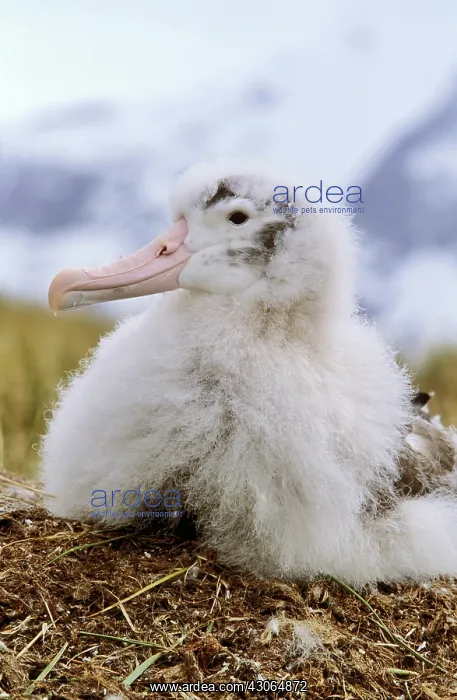 : Young Wandering Albatross (Diomendea exulans) : Young Wandering Albatross (Diomendea exulans)